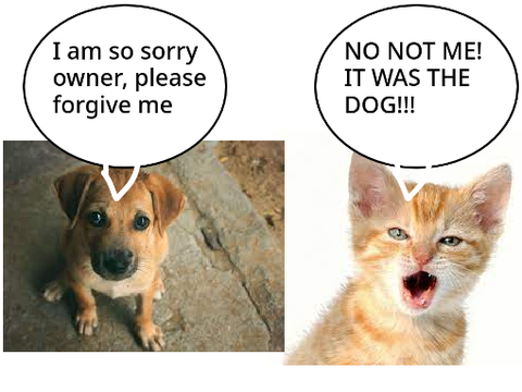 What cats and dogs say after you scold them