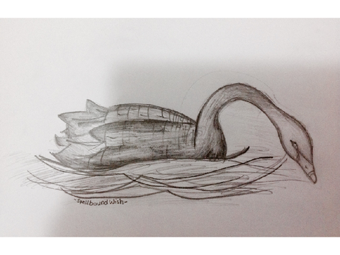 Swan...(⌒▽⌒)
