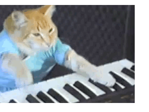 Funny cat song