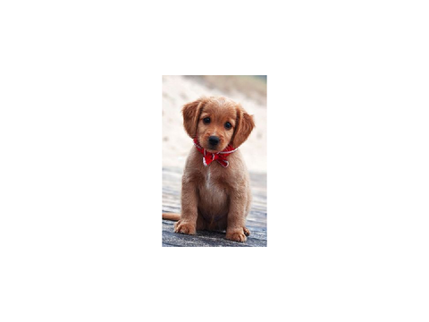 Cutest dogs EVER!!!!!!!!!!