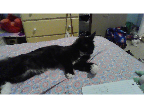 KITTEN :D