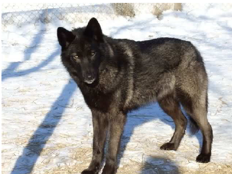 Koda  (what I like the name)
