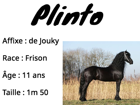 Étalons Frisons 
