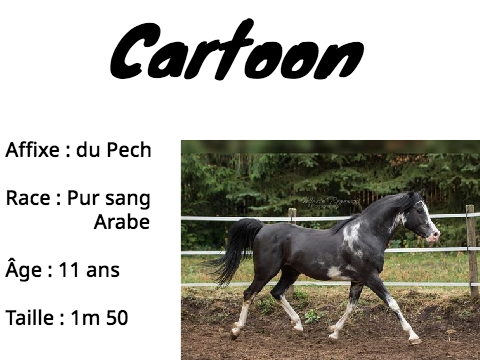 Étalons Arabes 