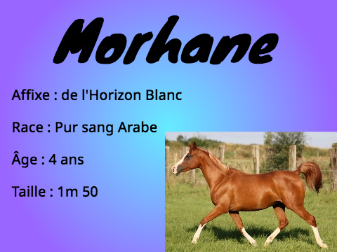 Jeunes chevaux 