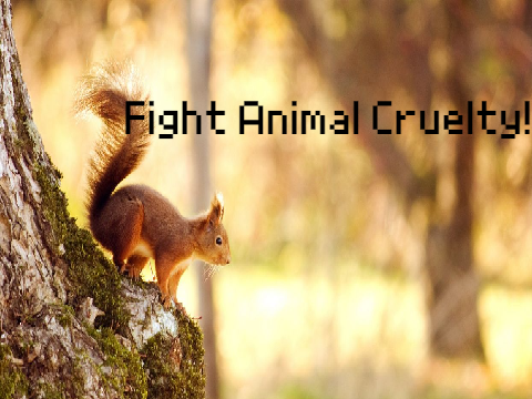 Fight Animal Cruelty! #savetheanimals #animals #crueltyfree