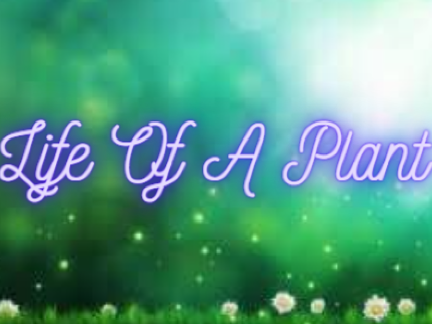 Life Of A Plant