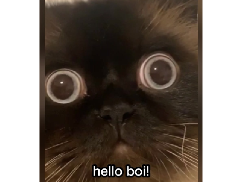 Here comes the boi !