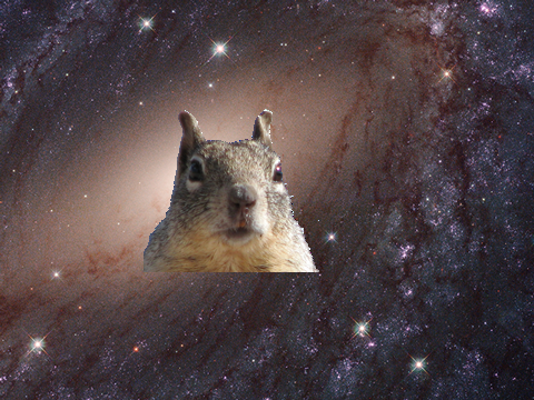 Squirrel Mouse Trail