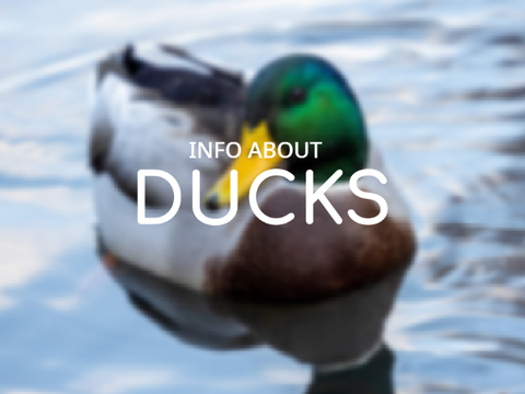 ✰ Info About Ducks ✰