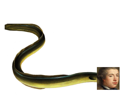 Boseel