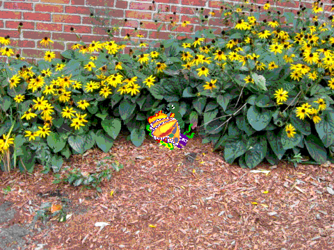 fantastiscope [butterfly garden]