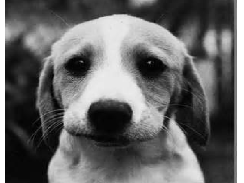 Remix if you would adopt him.. remix remix remix