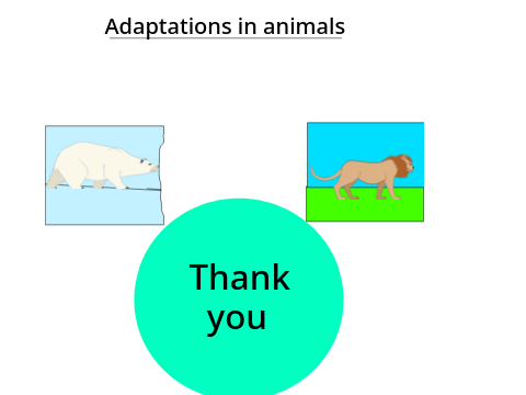 Adaptation in animals