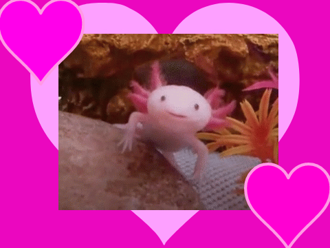 Axolotls!!!!