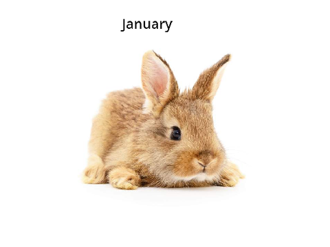 What rabbit are you? remix