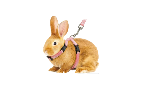 Bunny Date