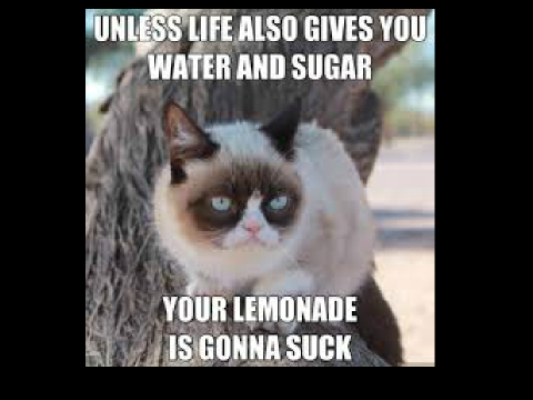 Grumpy cat and two others slide show