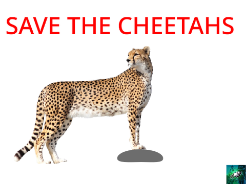 Save the Cheetahs! 