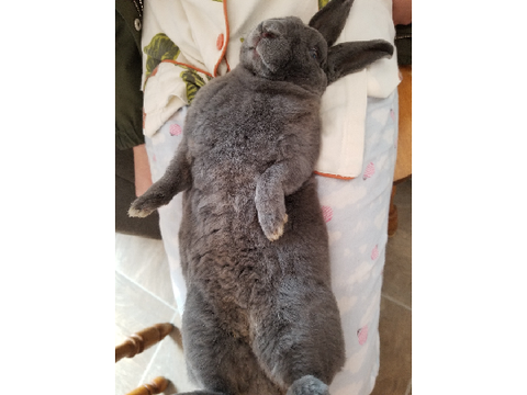 Pictures of my bunny