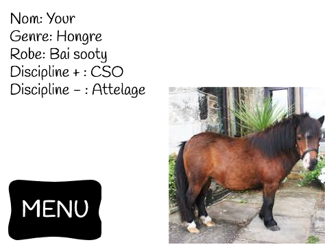 Chevaux, poneys et shetlands à vendre !!!
