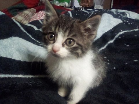 KITTEN!