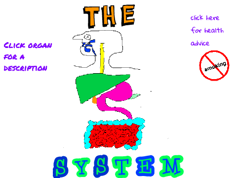 digestive system project :)