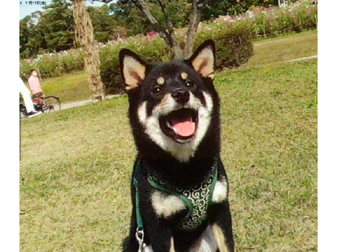 飼っている犬NO.2