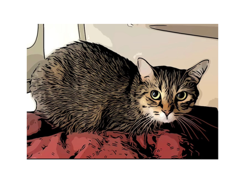 mii cat