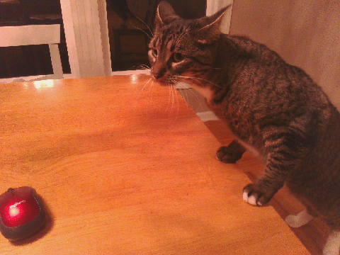 cat.