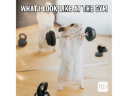 funny animals