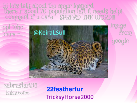 save the amur leoperd remix remix remix remix
