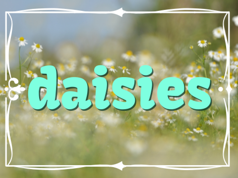 ❀ daisies ❀ -Alocasia 