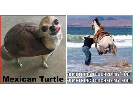 funny animals