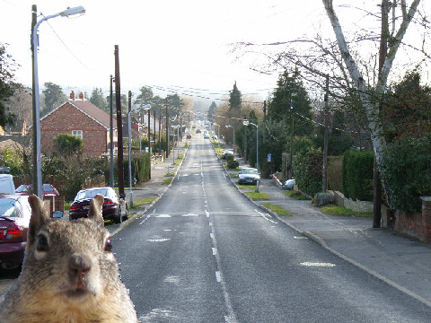 squirrel
