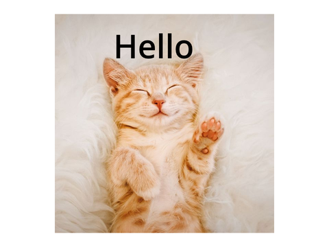 Cats!!!!