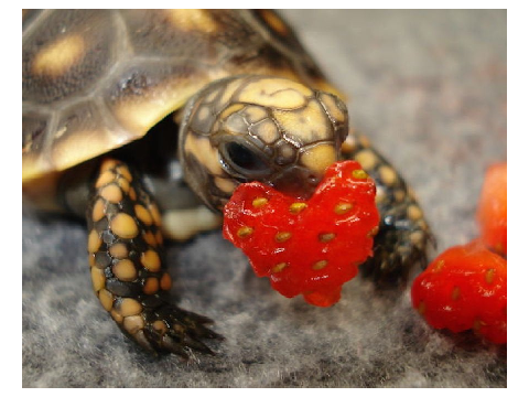 #SaveTheTurtles