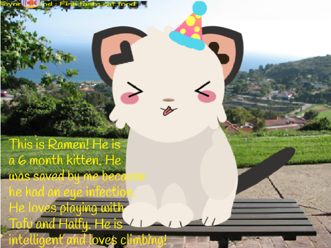 My Cats