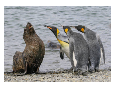 Funniest Animal Picture Contest