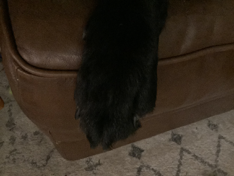 Dog paw  