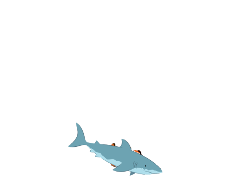 avoid the shark