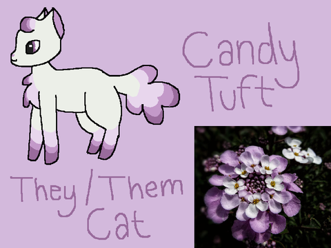 Cameo Entry - Candytuft