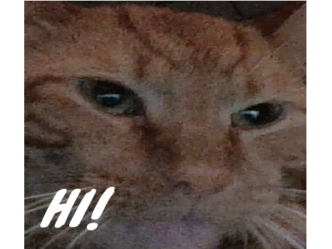My cat says hi!