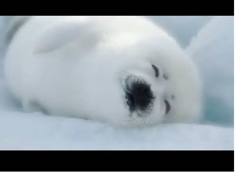 SAVE THE SEALS!!! STOP HUNTING THEM remix remix remix remix