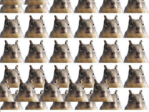 witness the squirrel wall