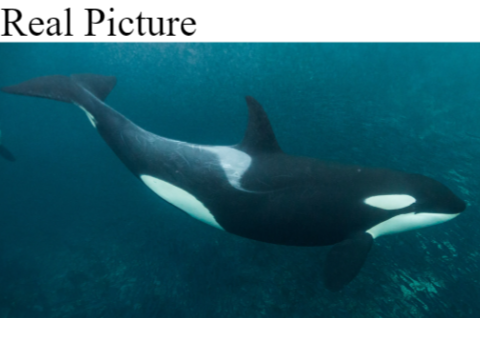 Orca Blockshade