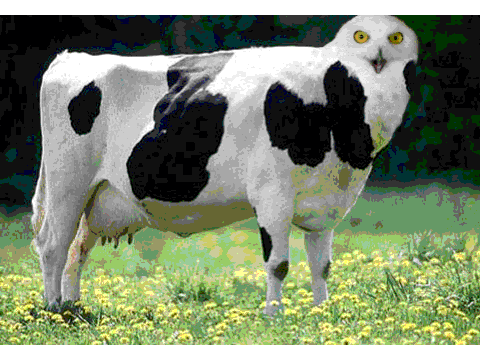 Cow-owl