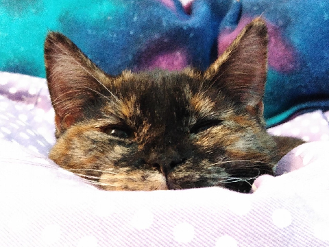 KITTY