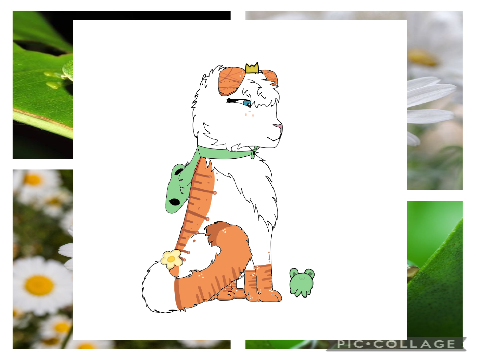 [ ♥- Frog Adopt Application -♥ ]
