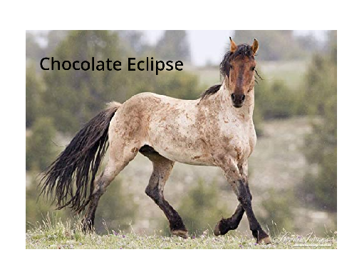 Chocolate Eclipse